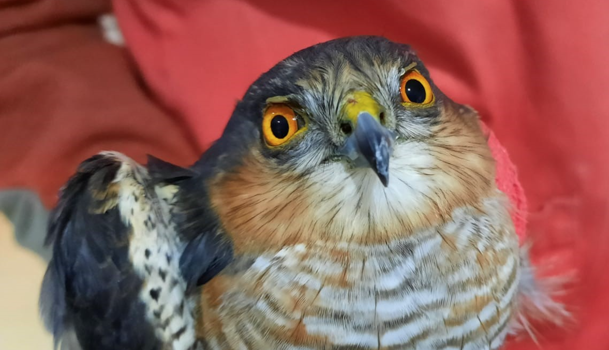 Hécatombe de rapaces victimes de tirs